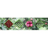 Banner Bottom