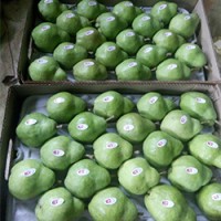 Fresh Pears